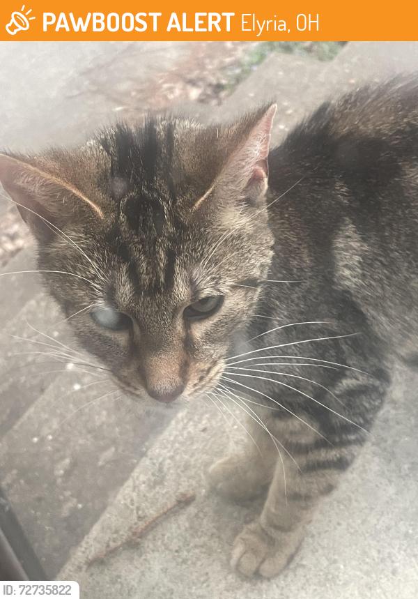 Found/Stray Female Cat last seen Near west river road north Elyria Ohio , Elyria, OH 44035