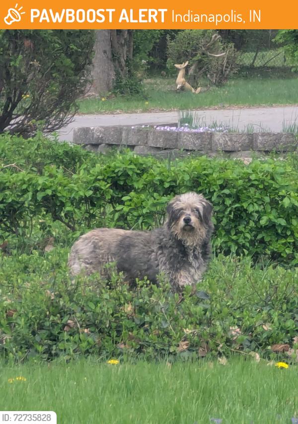 Found/Stray Unknown Dog last seen 42nd St and Sherman, East side of Indy, Indianapolis, IN 46226