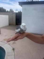 Found/Stray Unknown Bird last seen Loyola Dr in Tempe, Tempe, AZ 85282