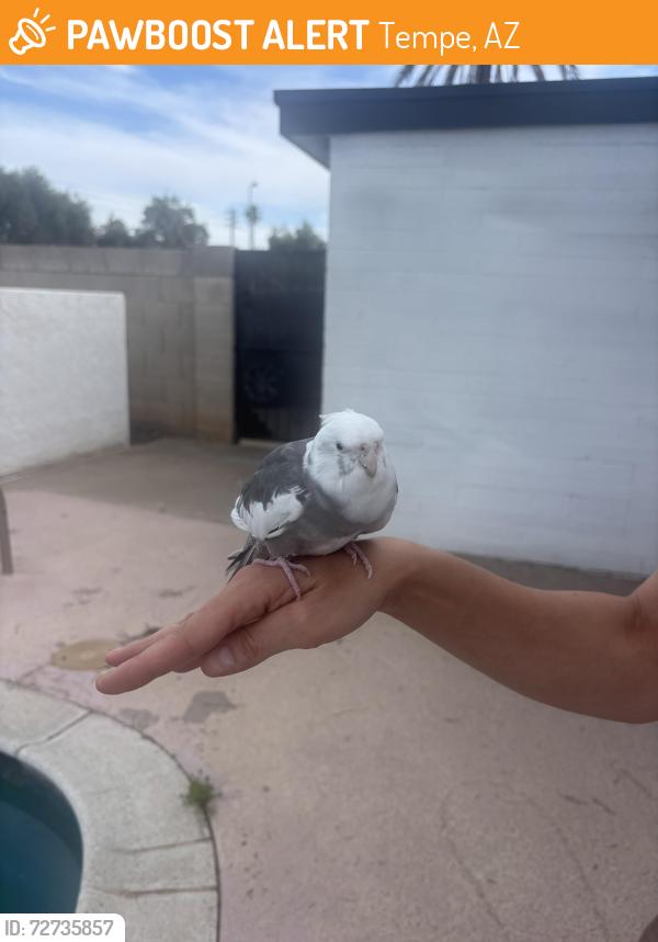 Found/Stray Unknown Bird last seen Loyola Dr in Tempe, Tempe, AZ 85282