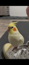 Lost Female Bird last seen E 91st st and Towne, Los Angeles, CA 90001
