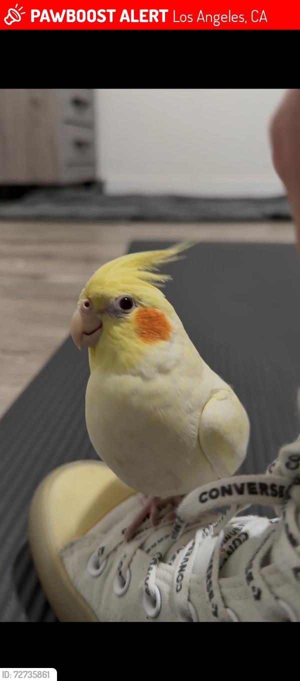 Lost Female Bird last seen E 91st st and Towne, Los Angeles, CA 90001