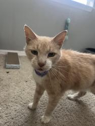 Found/Stray Unknown Cat last seen Colony Lakes, Colony Lakes, FL 34654