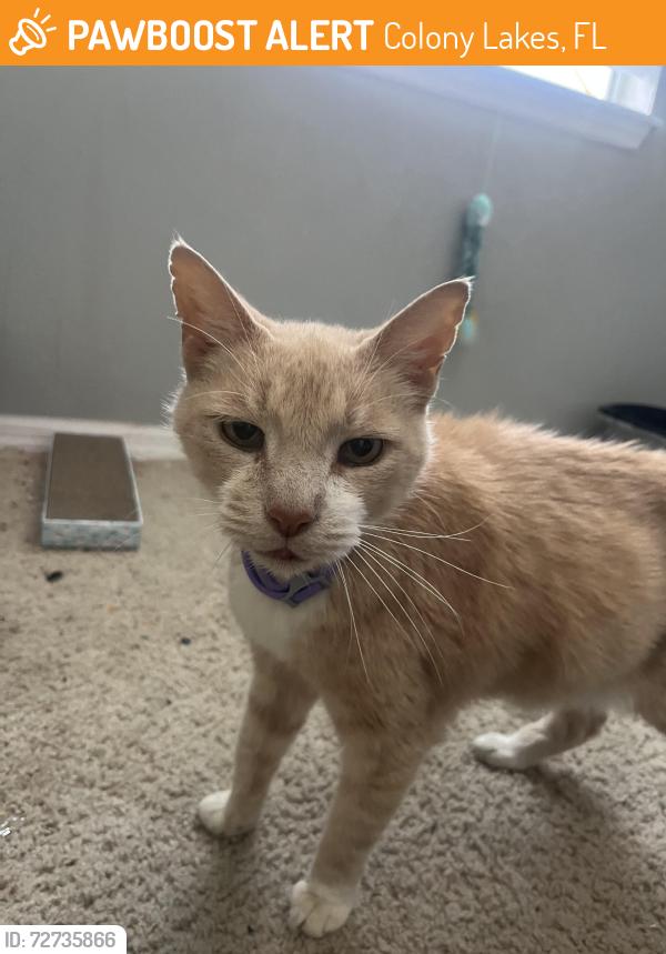 Found/Stray Unknown Cat last seen Colony Lakes, Colony Lakes, FL 34654