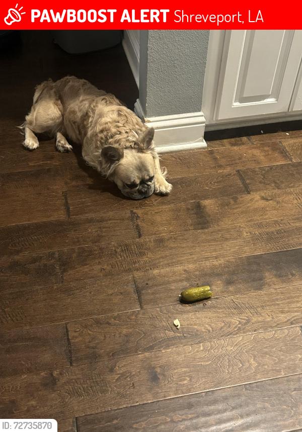 Lost Male Dog last seen super save on jefferson page , Shreveport, LA 71119