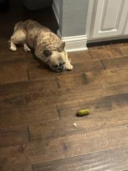 Lost Male Dog last seen super save on jefferson page , Shreveport, LA 71119
