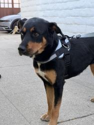 Found/Stray Female Dog last seen Via dolce and Washington , Marina del Rey, CA 90292
