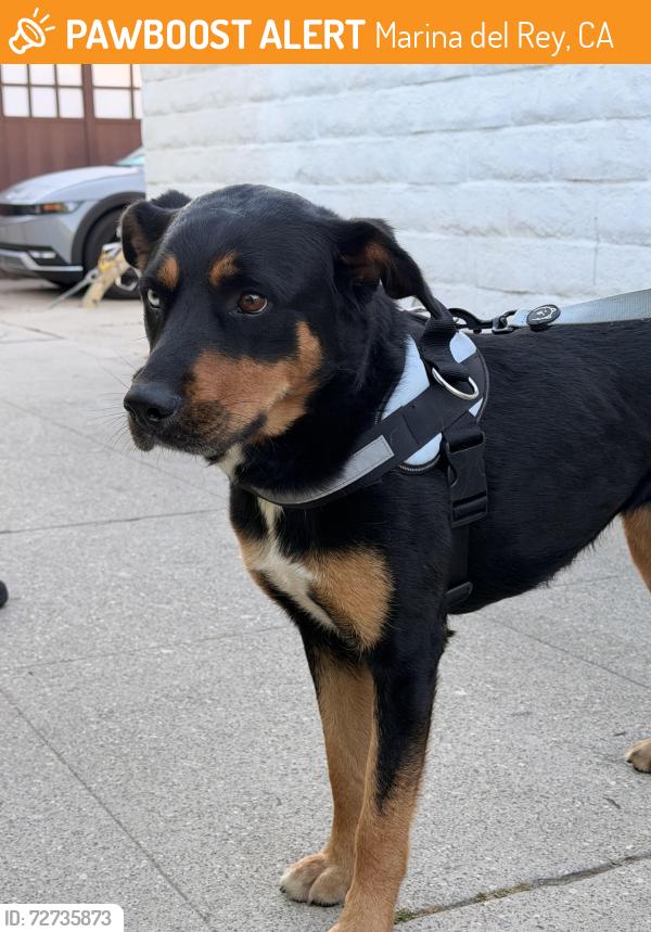 Found/Stray Female Dog last seen Via dolce and Washington , Marina del Rey, CA 90292