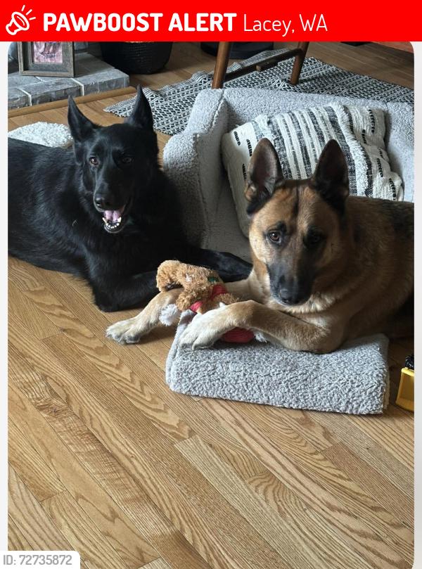 Lost Male Dog last seen Hogum bay rd , Willemette , Lacey, WA 98503