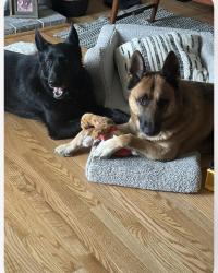 Lost Male Dog last seen Hogum bay rd , Willemette , Lacey, WA 98503