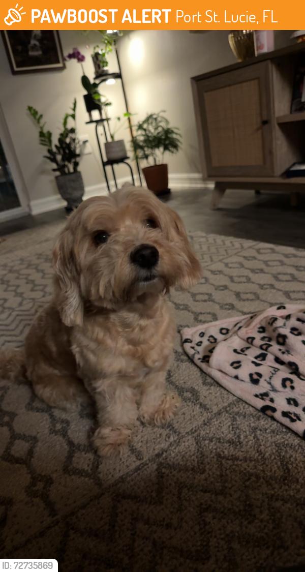 Found/Stray Male Dog last seen In Pinelakes apmts , Port St. Lucie, FL 34952