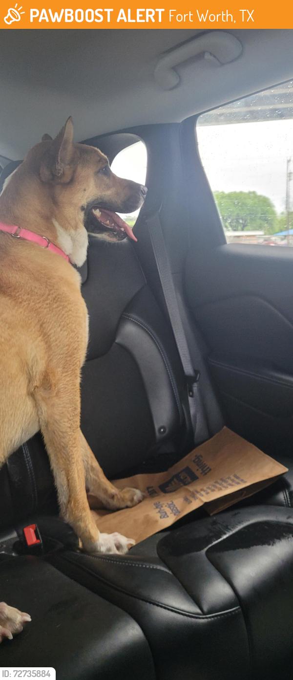 Found/Stray Female Dog last seen Pate drive , Fort Worth, TX 76119