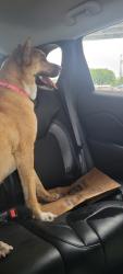 Found/Stray Female Dog last seen Pate drive , Fort Worth, TX 76119