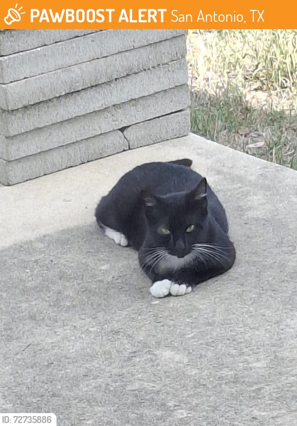 Found/Stray Male Cat last seen Lakeview Drive , San Antonio, TX 78244