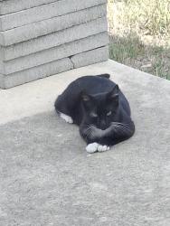Found/Stray Male Cat last seen Lakeview Drive , San Antonio, TX 78244