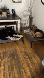 Lost Male Dog last seen Hogum bay road NE ,Willamette Dr NE and campus glen NE  , Lacey, WA 98516