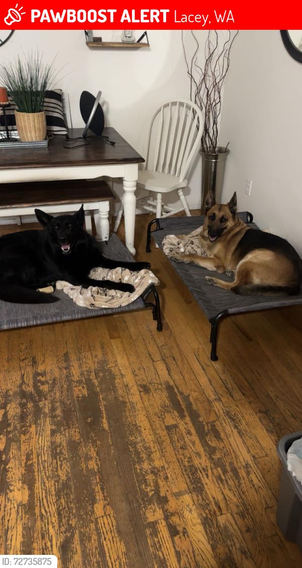 Lost Male Dog last seen Hogum bay road NE ,Willamette Dr NE and campus glen NE  , Lacey, WA 98516