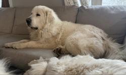 Lost Male Dog last seen South of Canton, Canton, SD 57013