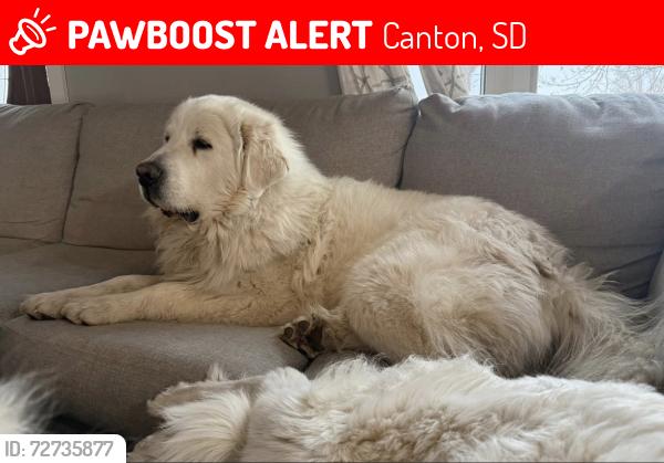 Lost Male Dog last seen South of Canton, Canton, SD 57013