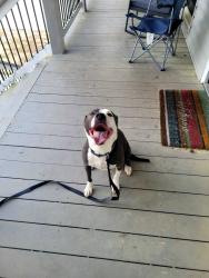 Found/Stray Male Dog last seen Near HWY 92, Paulding County, GA 30157