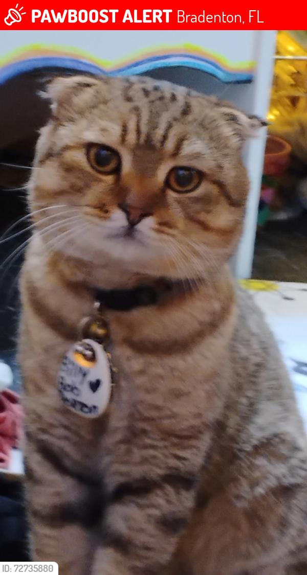 Lost Male Cat last seen Near 67th st w / Cortez  Public storage , Bradenton, FL 34210