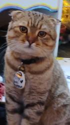 Lost Male Cat last seen Near 67th st w / Cortez  Public storage , Bradenton, FL 34210