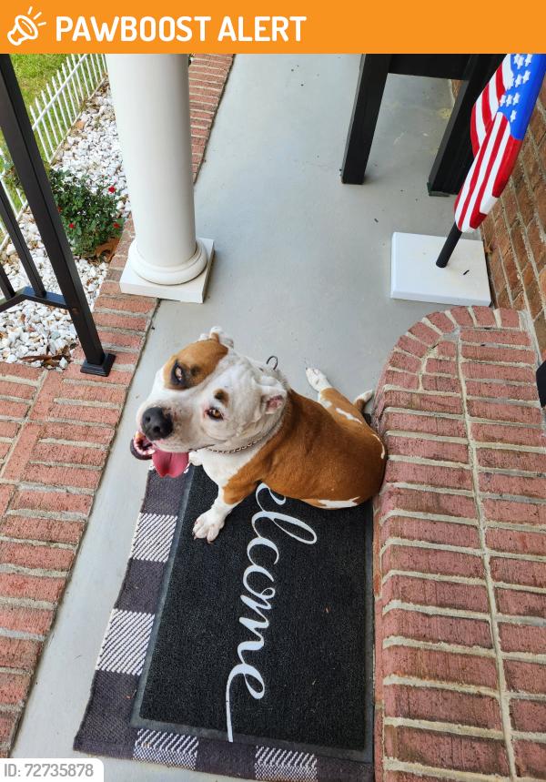Found/Stray Female Dog last seen Leaning Pine Trail and Ball Park Road, Lexington County, SC 29072