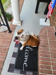 Found/Stray Female Dog last seen Leaning Pine Trail and Ball Park Road, Lexington County, SC 29072