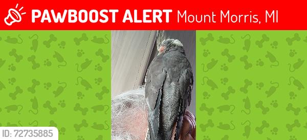 Lost Female Bird last seen E Frances between Irish rd and Genesee rd, Mount Morris, MI 48458