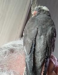 Lost Female Bird last seen E Frances between Irish rd and Genesee rd, Mount Morris, MI 48458