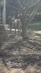 Found/Stray Male Dog last seen Colerain Ave, Kirby Rd, Cincinnati, OH 45239