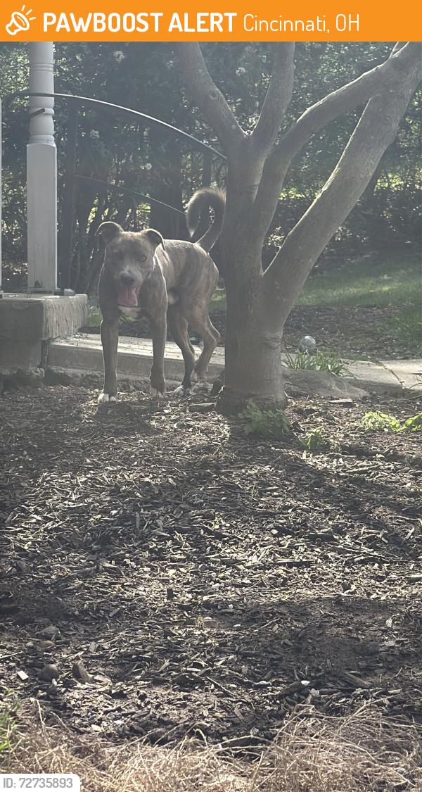 Found/Stray Male Dog last seen Colerain Ave, Kirby Rd, Cincinnati, OH 45239