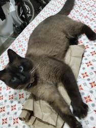 Lost Male Cat last seen Entre calle plan de ayala y Felipe villanueva, De Jesús 2da. Sección, Méx. 50290