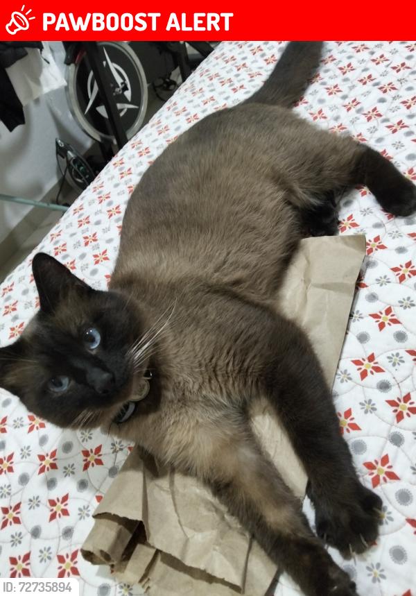 Lost Male Cat last seen Entre calle plan de ayala y Felipe villanueva, De Jesús 2da. Sección, Méx. 50290