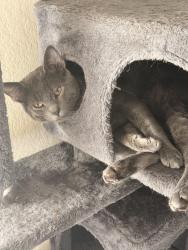 Lost Male Cat last seen San Gabriel Elementary school , Georgetown, TX 78628