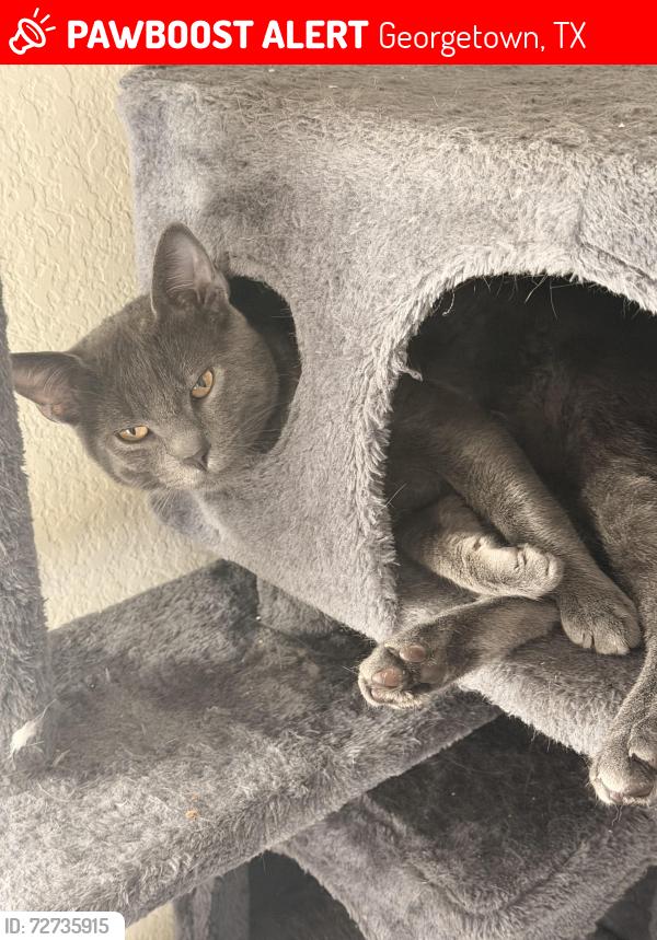 Lost Male Cat last seen San Gabriel Elementary school , Georgetown, TX 78628