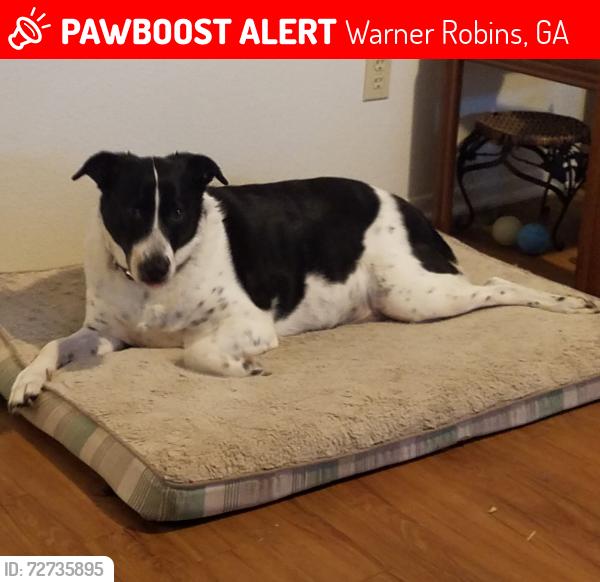 Lost Female Dog last seen So. Houston Lake Rd & Corder Rd, Warner Robins, GA 31088