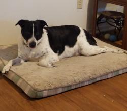 Lost Female Dog last seen So. Houston Lake Rd & Corder Rd, Warner Robins, GA 31088