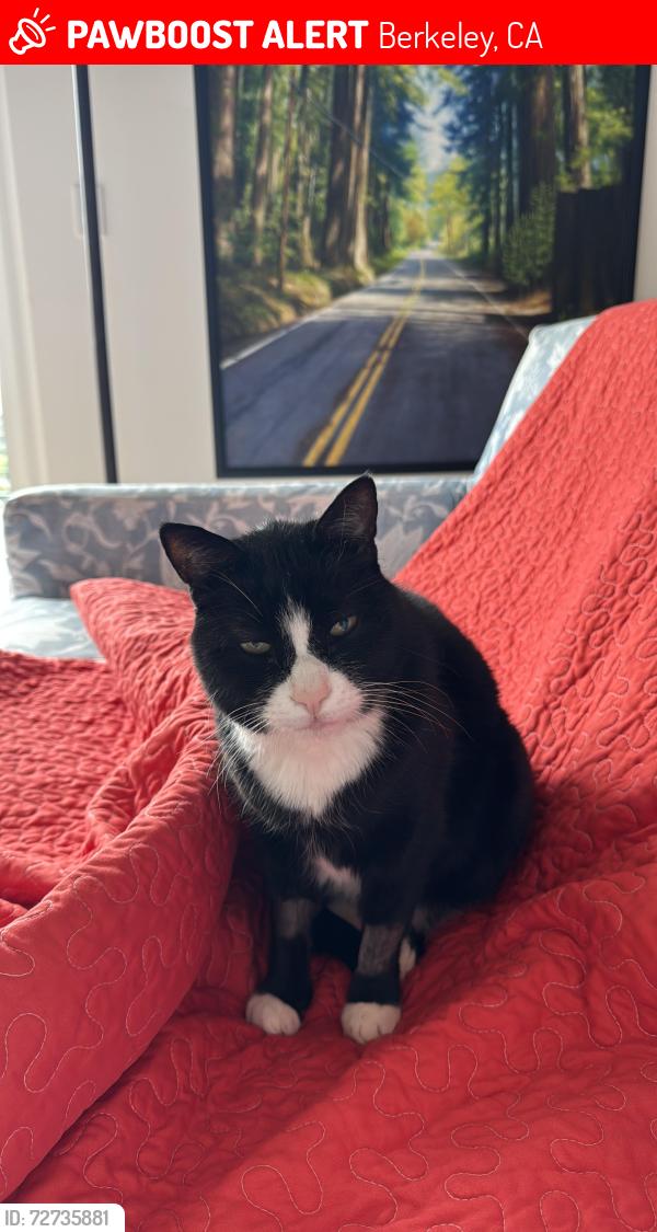 Lost Male Cat last seen euclid 514 grizzly peak, Berkeley, CA 94708