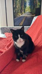Lost Male Cat last seen euclid 514 grizzly peak, Berkeley, CA 94708