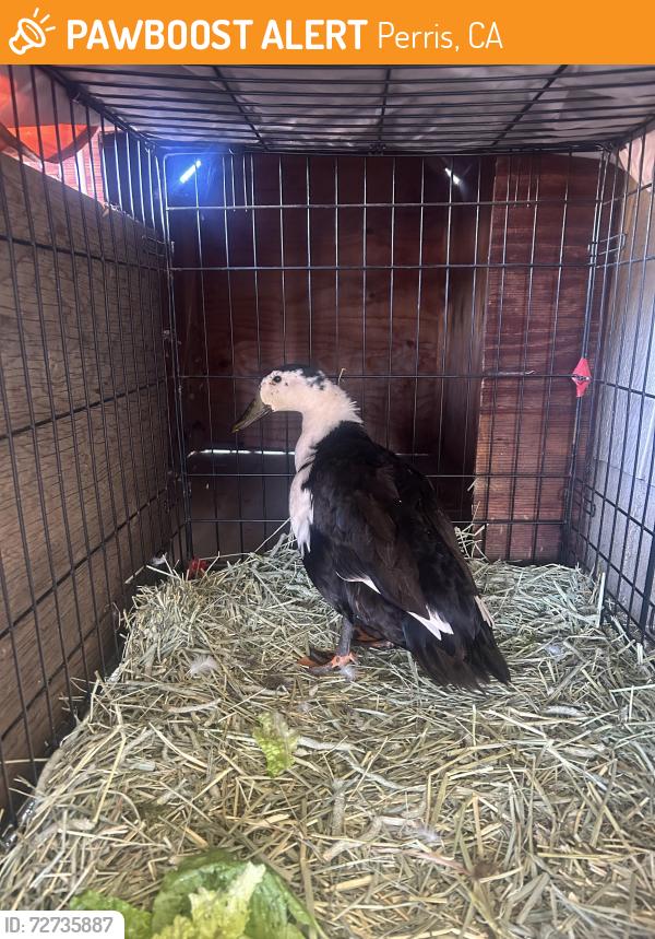 Found/Stray Unknown Bird last seen Between Haines Street & Carroll Street, Perris, CA 92553