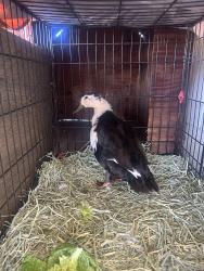 Found/Stray Unknown Bird last seen Between Haines Street & Carroll Street, Perris, CA 92553