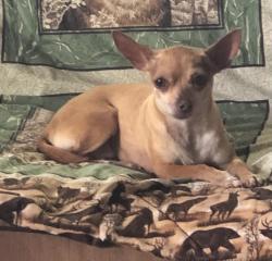 Lost Female Dog last seen Roseberry and Wilmont , La Porte, TX 77571