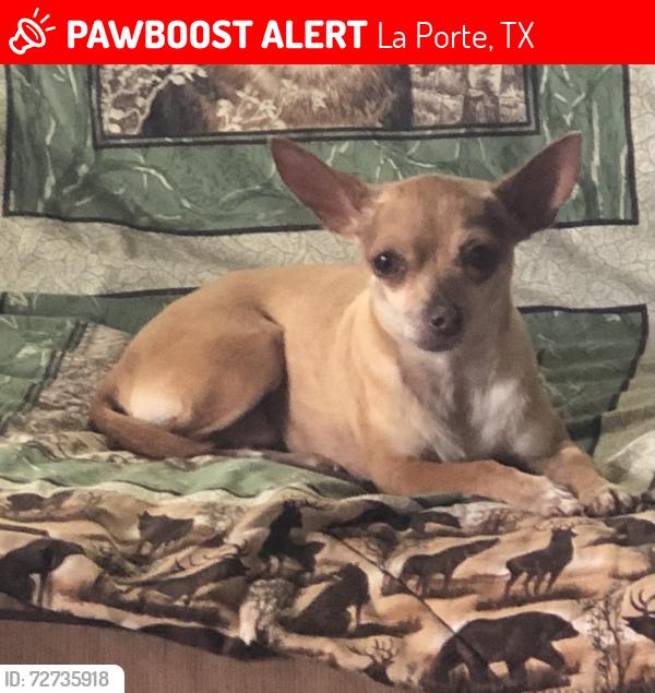 Lost Female Dog last seen Roseberry and Wilmont , La Porte, TX 77571