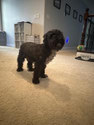 Found/Stray Unknown Dog last seen Azure, Las Vegas, NV 89130