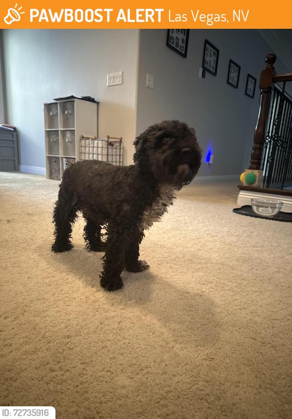 Found/Stray Unknown Dog last seen Azure, Las Vegas, NV 89130