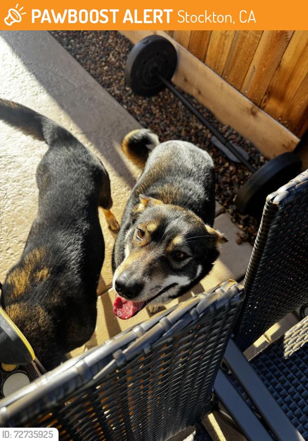 Found/Stray Female Dog last seen Holman Road, Stockton, CA 95212