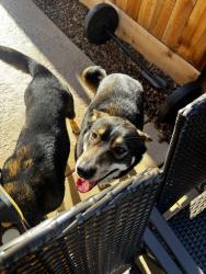 Found/Stray Female Dog last seen Holman Road, Stockton, CA 95212