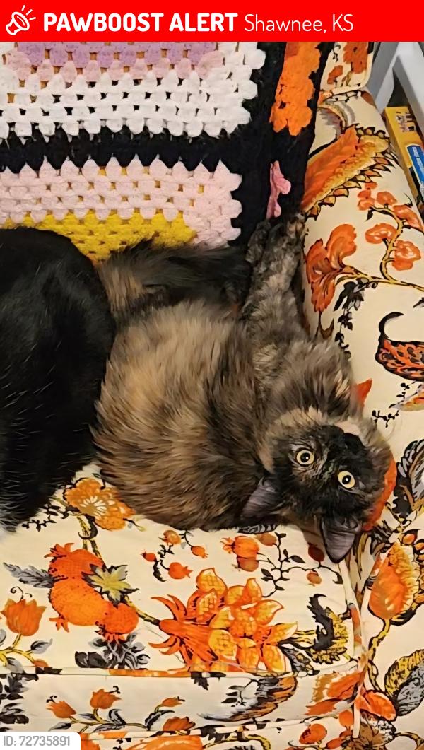 Lost Female Cat last seen 68th and Nieman , Shawnee, KS 66203