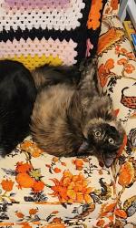 Lost Female Cat last seen 68th and Nieman , Shawnee, KS 66203